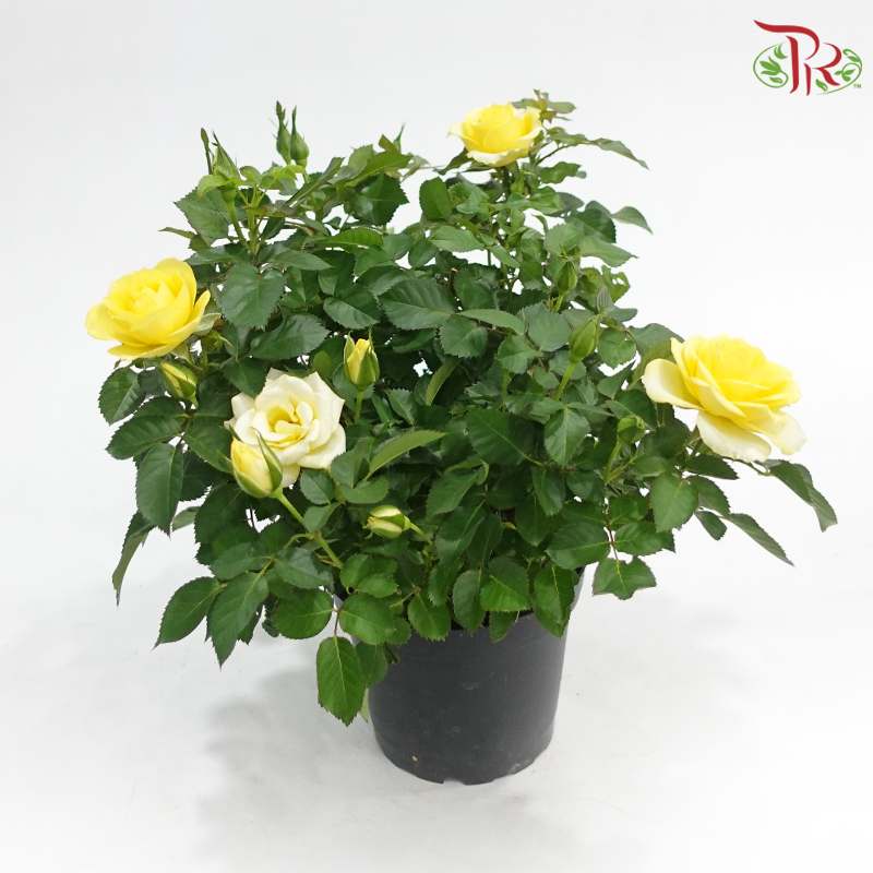 Danish Rose 150P《丹麦玫瑰》(Random Pick)