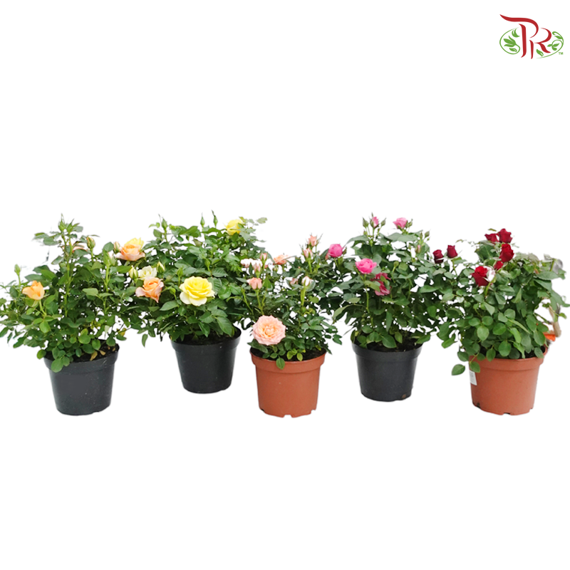 Danish Rose 150P《丹麦玫瑰》(Random Pick)