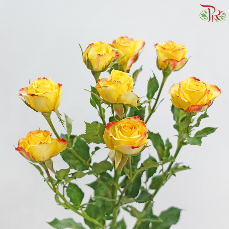 Rose Spray 《多头玫瑰》