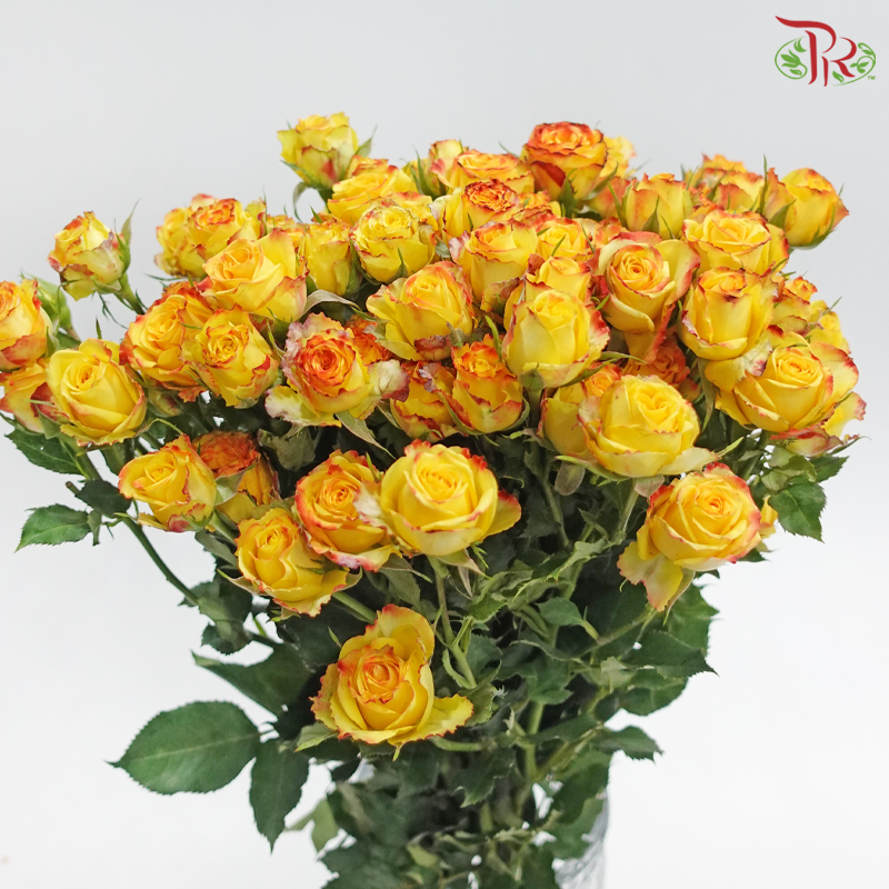 Rose Spray 《多头玫瑰》