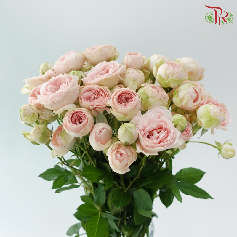 Rose Spray Butterfly 《蝴蝶多头玫瑰》