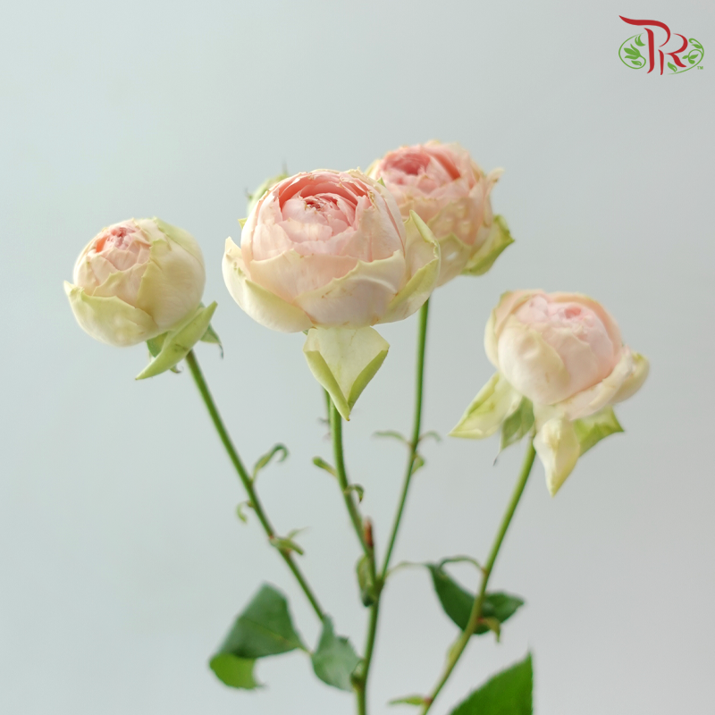 Rose Spray Butterfly 《蝴蝶多头玫瑰》