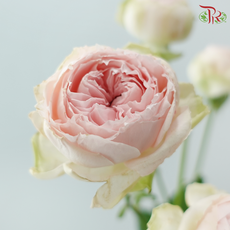 Rose Spray Butterfly 《蝴蝶多头玫瑰》