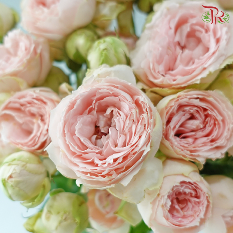 Rose Spray Butterfly 《蝴蝶多头玫瑰》