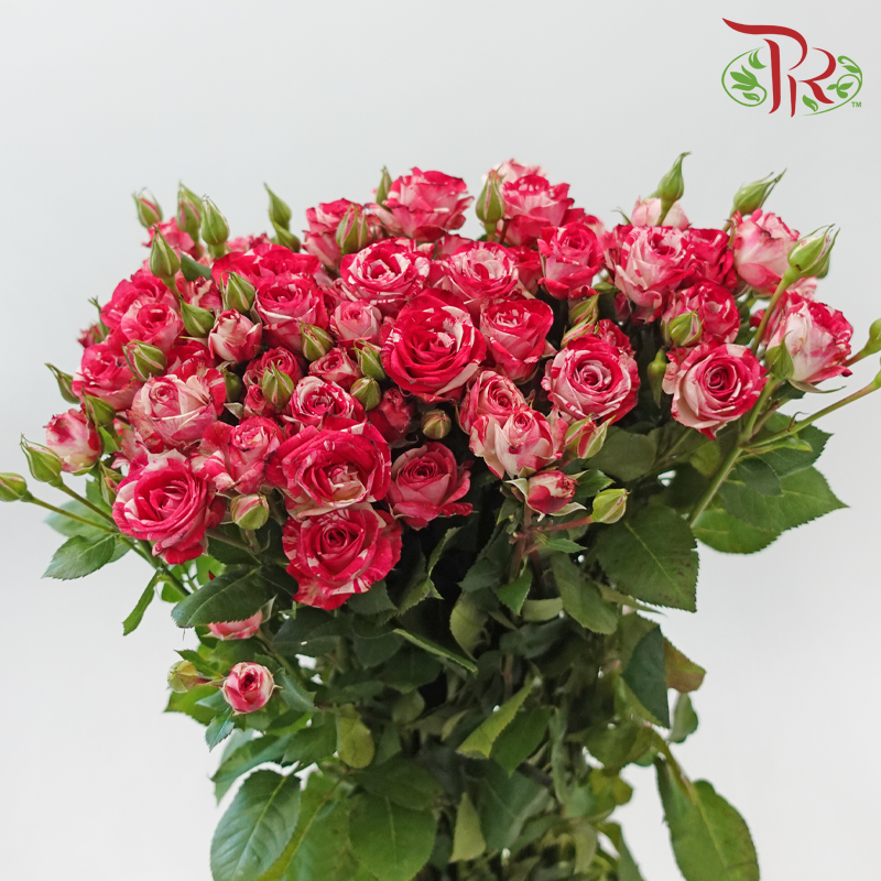 Rose Spray 《多头玫瑰》