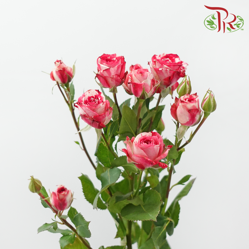 Rose Spray 《多头玫瑰》