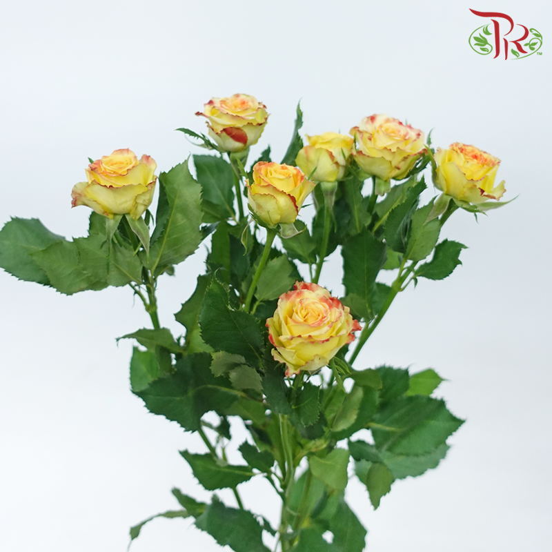 Rose Spray 《多头玫瑰》