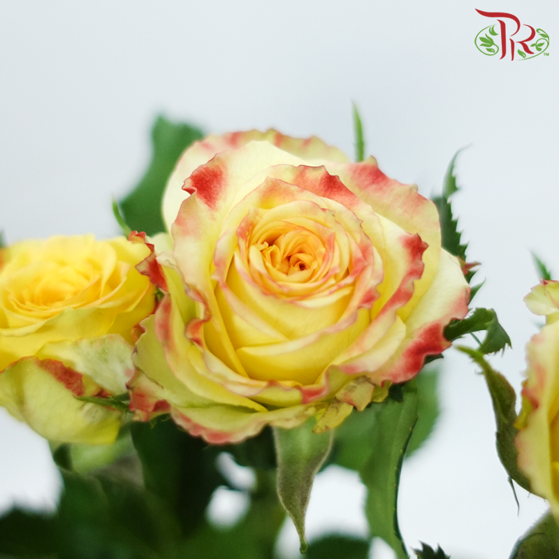 Rose Spray 《多头玫瑰》