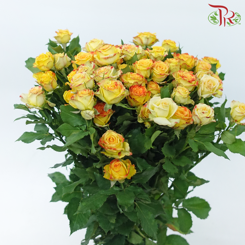 Rose Spray 《多头玫瑰》