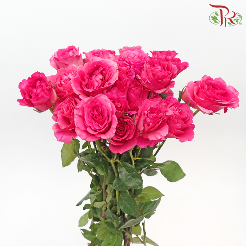 Rose Spray - Freud (Per Bunch) - Pudu Ria Florist