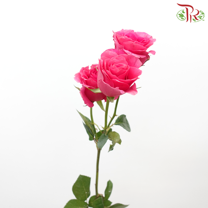 Rose Spray - Freud (Per Bunch) - Pudu Ria Florist