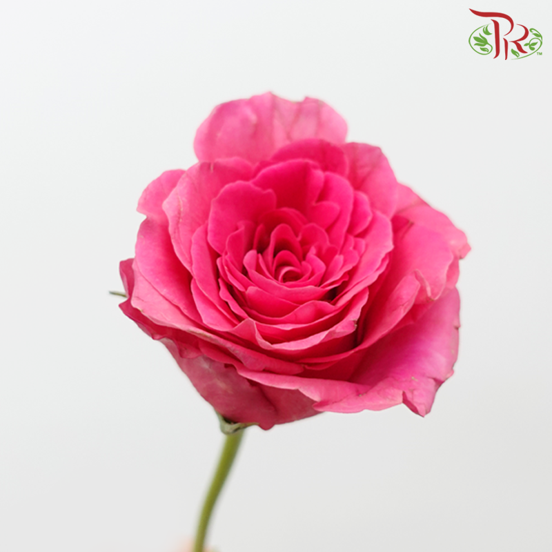 Rose Spray - Freud (Per Bunch) - Pudu Ria Florist