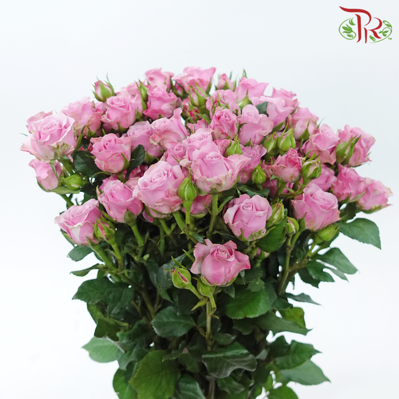 Rose Spray 《多头玫瑰》