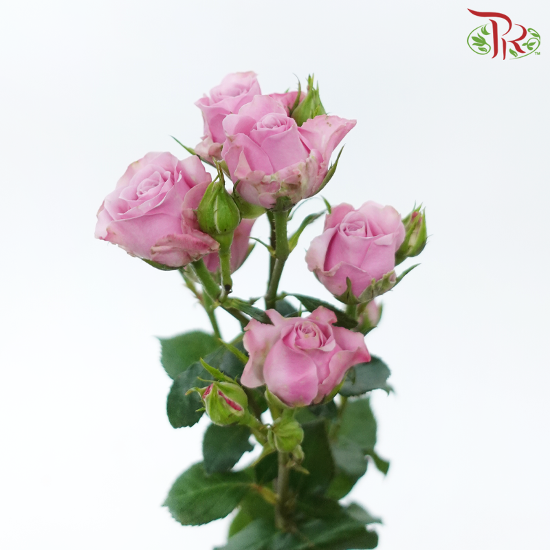 Rose Spray 《多头玫瑰》