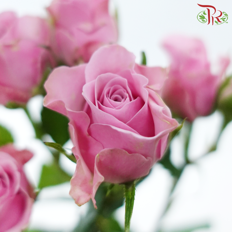 Rose Spray 《多头玫瑰》