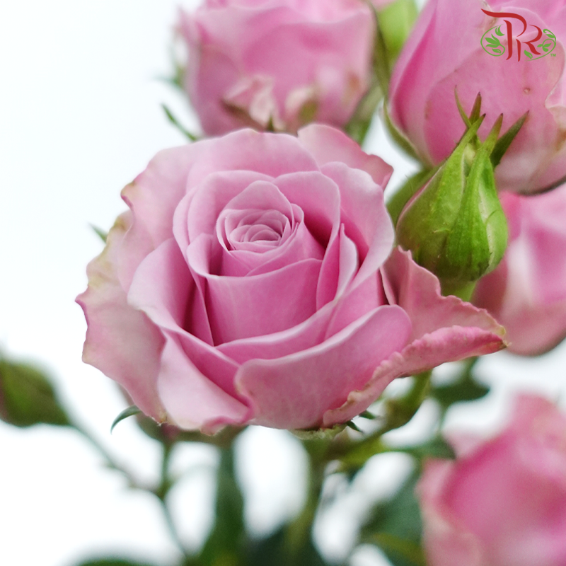 Rose Spray 《多头玫瑰》