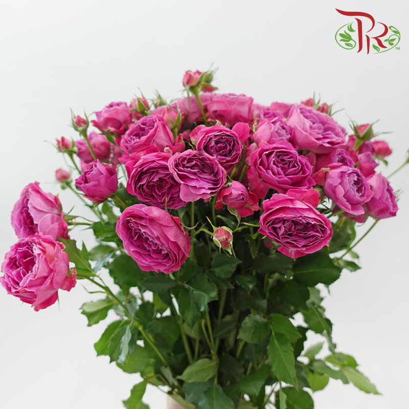 Rose Spray Butterfly 《蝴蝶多头玫瑰》