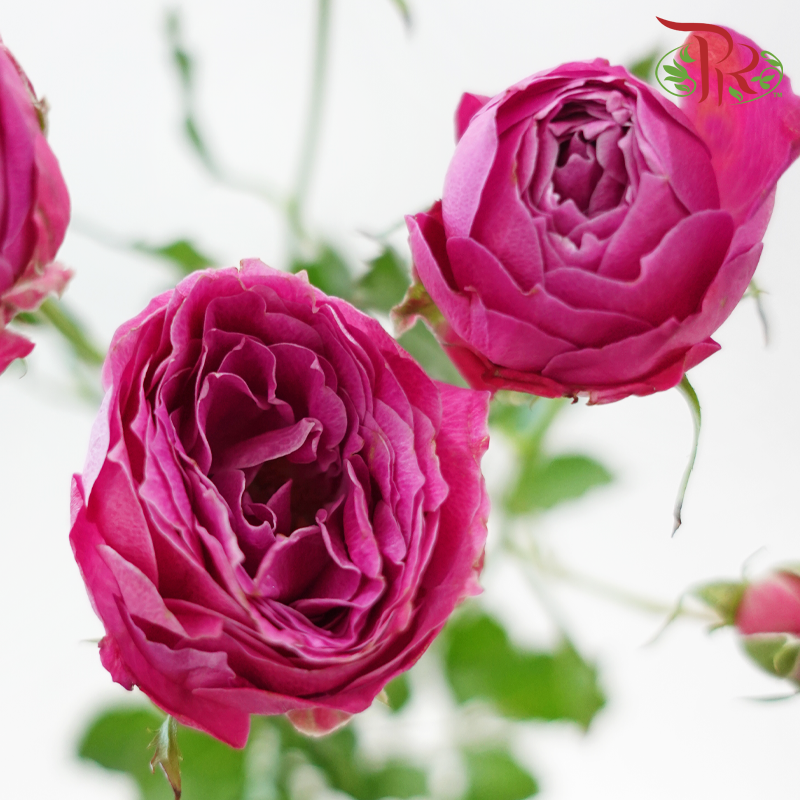 Rose Spray Butterfly 《蝴蝶多头玫瑰》