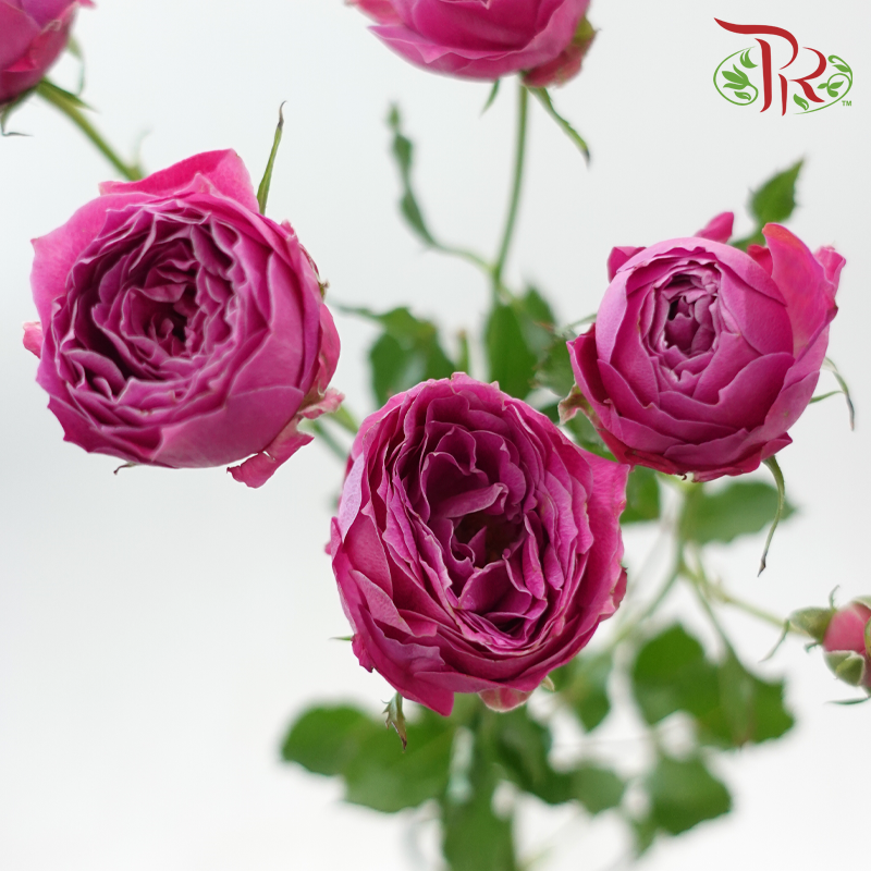 Rose Spray Butterfly 《蝴蝶多头玫瑰》