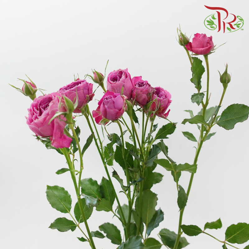 Rose Spray Butterfly 《蝴蝶多头玫瑰》