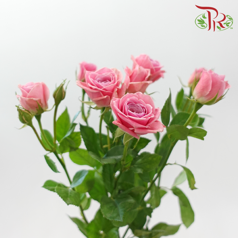 Rose Spray 《多头玫瑰》