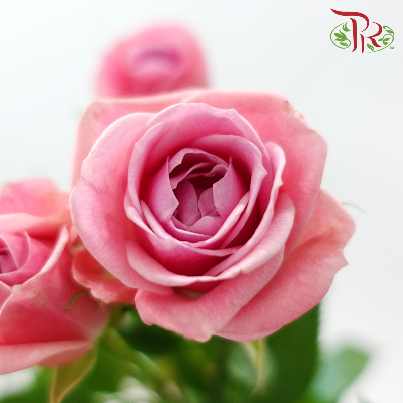 Rose Spray 《多头玫瑰》