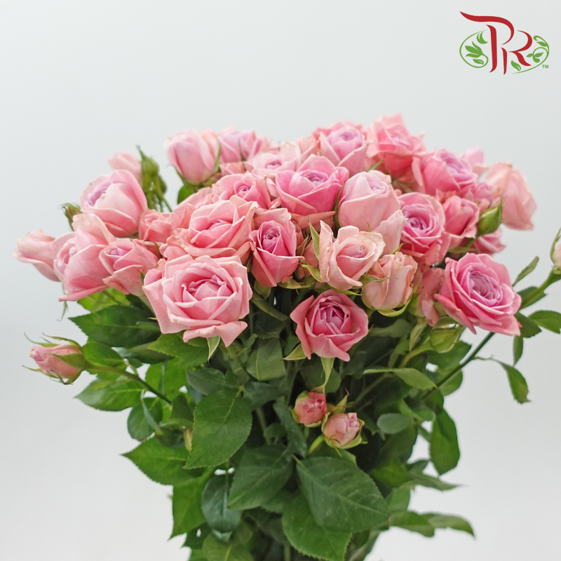 Rose Spray 《多头玫瑰》