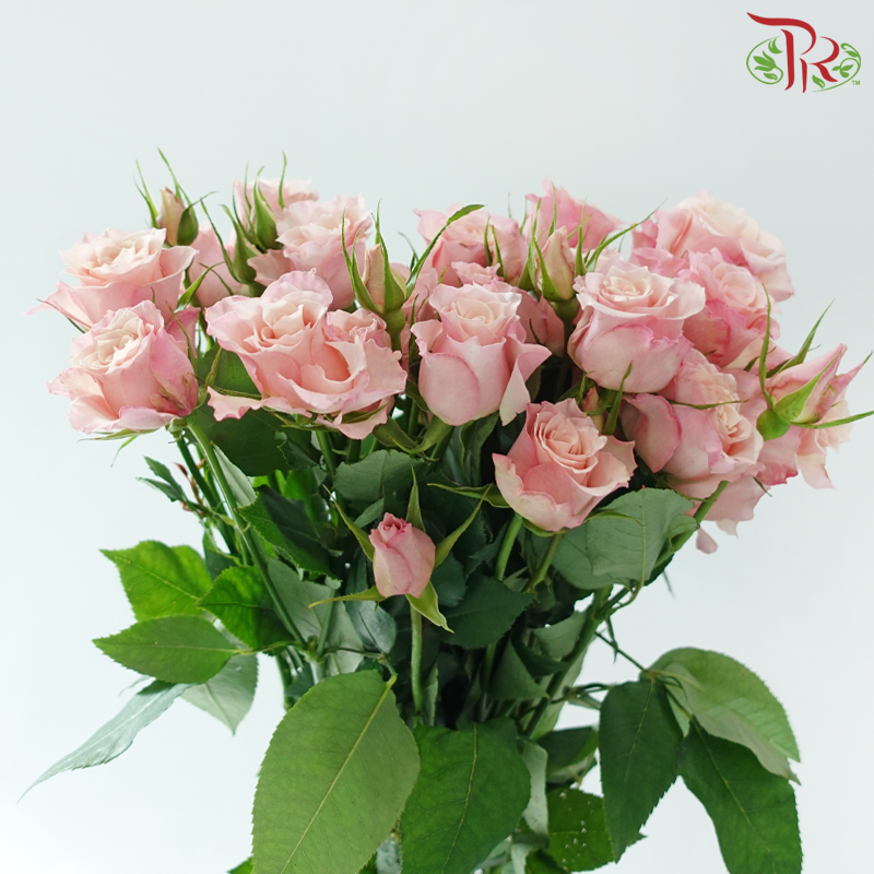 Rose Spray 《多头玫瑰》