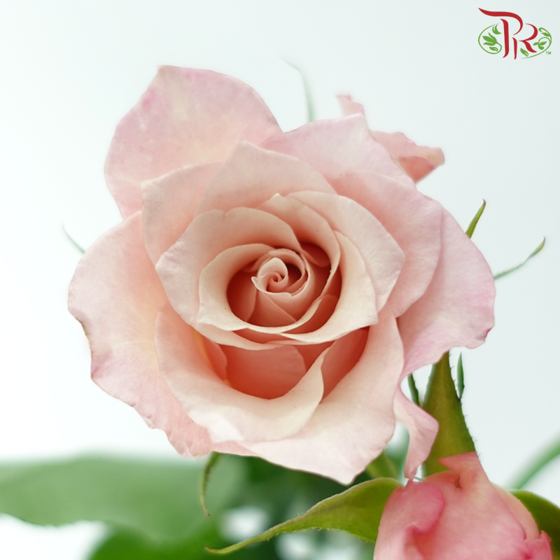 Rose Spray 《多头玫瑰》