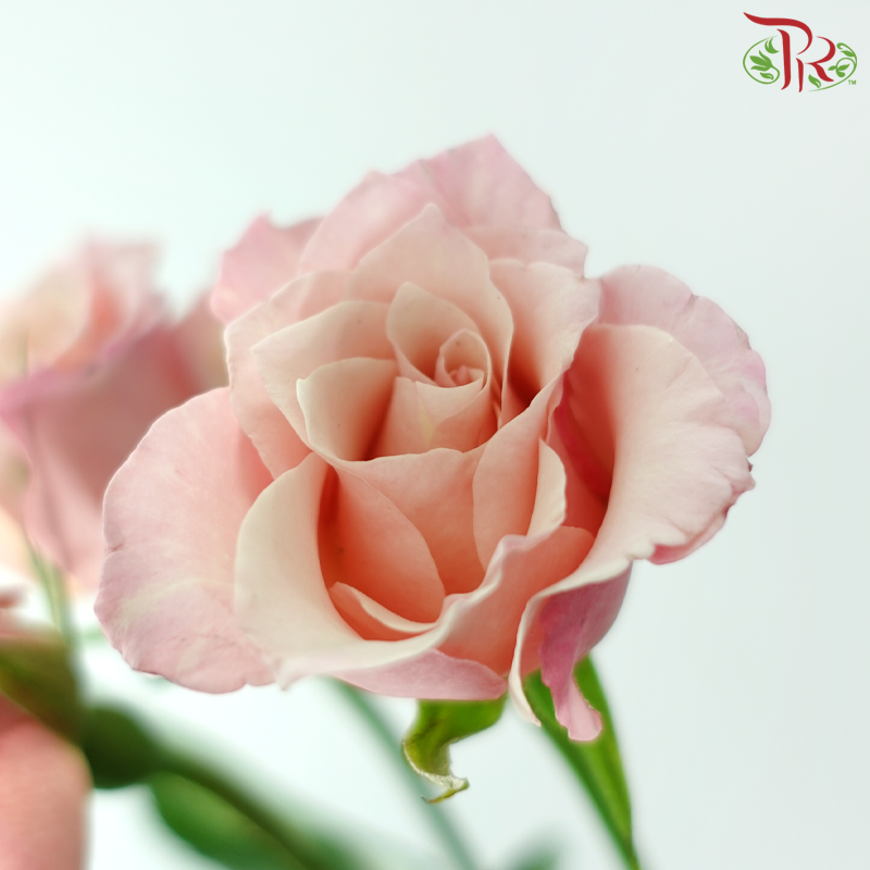 Rose Spray 《多头玫瑰》