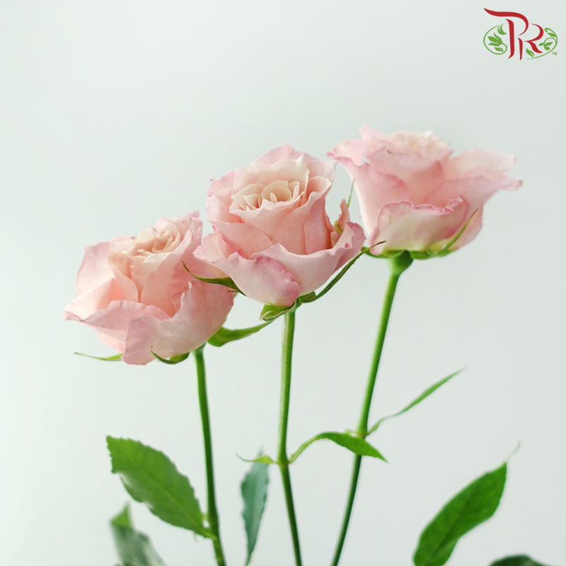 Rose Spray 《多头玫瑰》