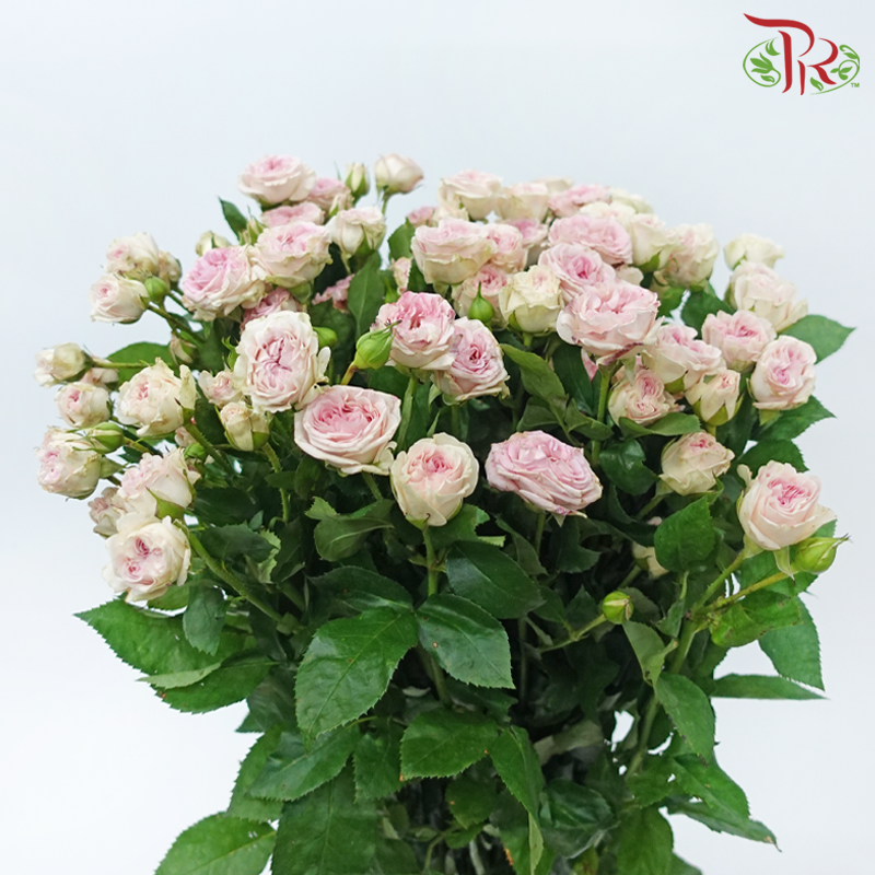 Rose Spray 《多头玫瑰》