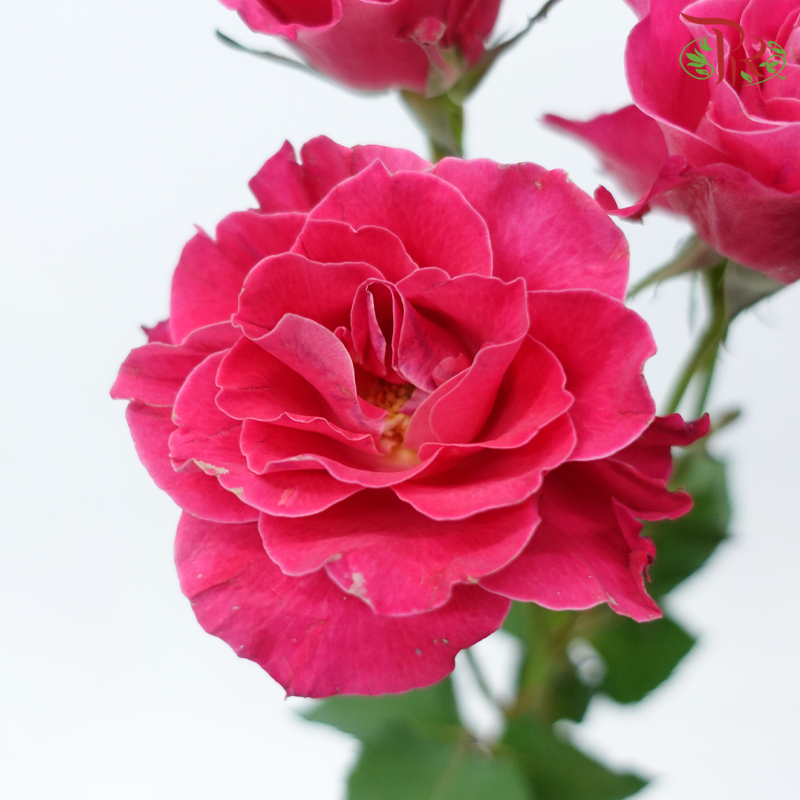 Rose Spray 《多头玫瑰》