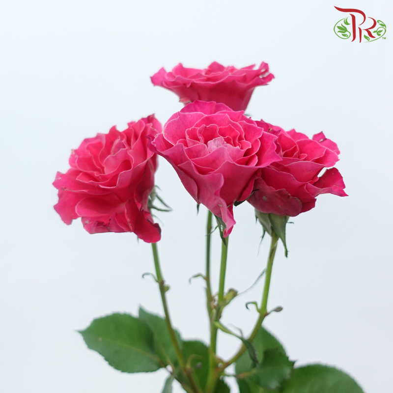 Rose Spray 《多头玫瑰》