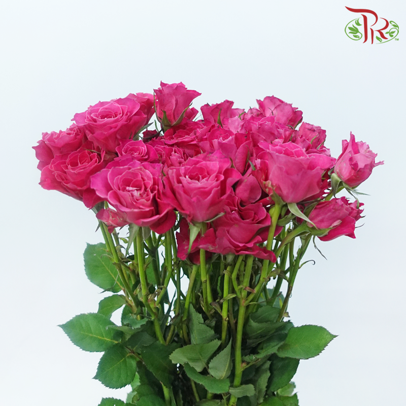 Rose Spray 《多头玫瑰》