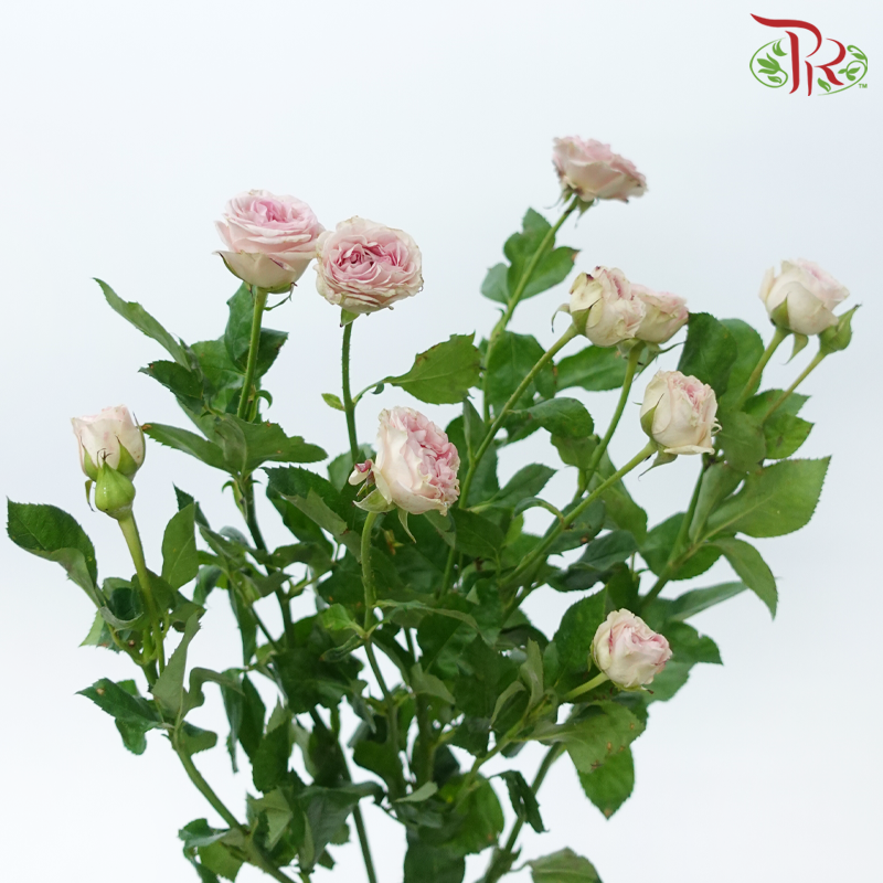 Rose Spray 《多头玫瑰》