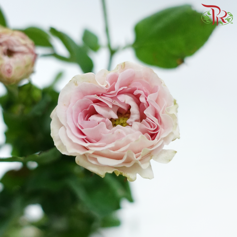 Rose Spray 《多头玫瑰》