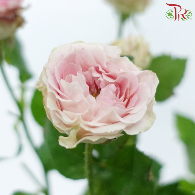 Rose Spray 《多头玫瑰》