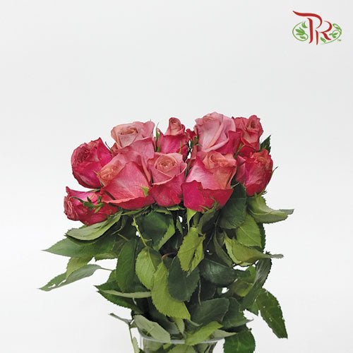 Rose - Barista (10 Stems) - Pudu Ria Florist-1