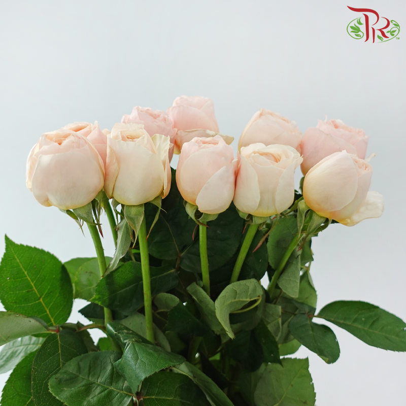 Rose Juliet 《朱丽叶玫瑰》