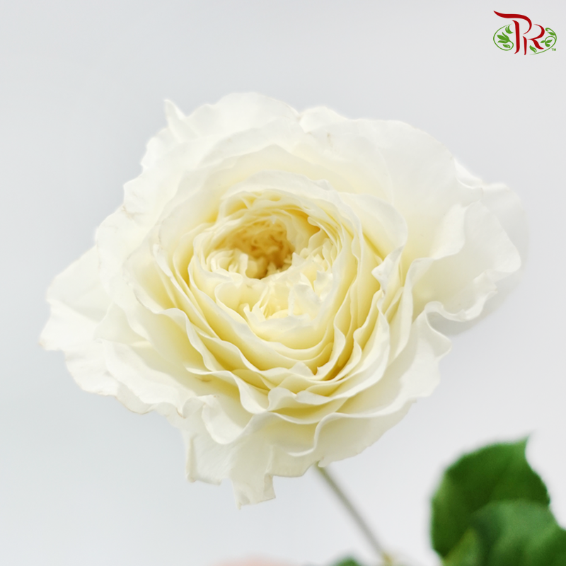 Garden Rose David Austin