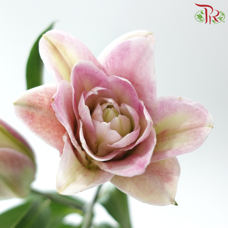 Rose Lily 3+ 《重瓣百合》