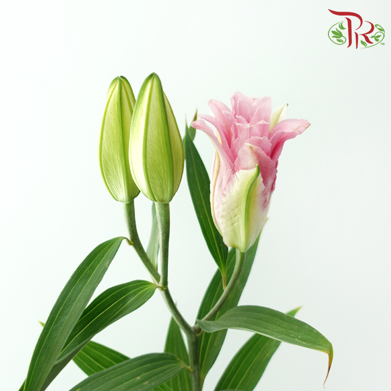 Rose Lily 3+ 《重瓣百合》