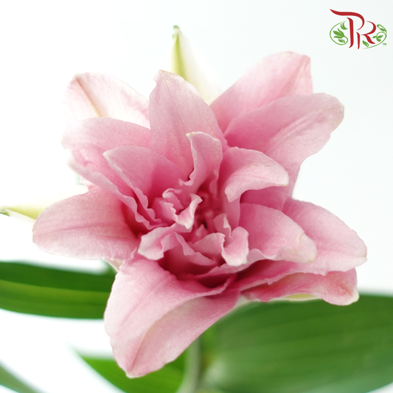 Rose Lily 3+ 《重瓣百合》