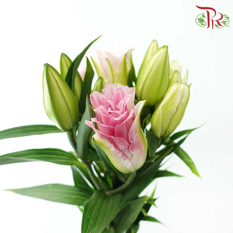 Rose Lily 3+ 《重瓣百合》