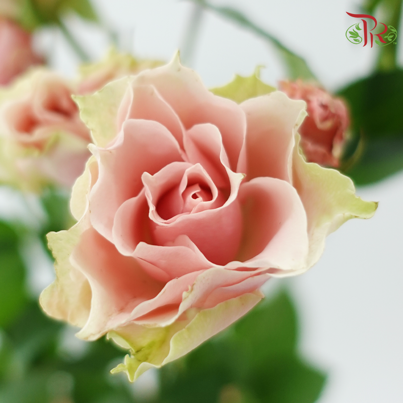 Rose Spray 《多头玫瑰》