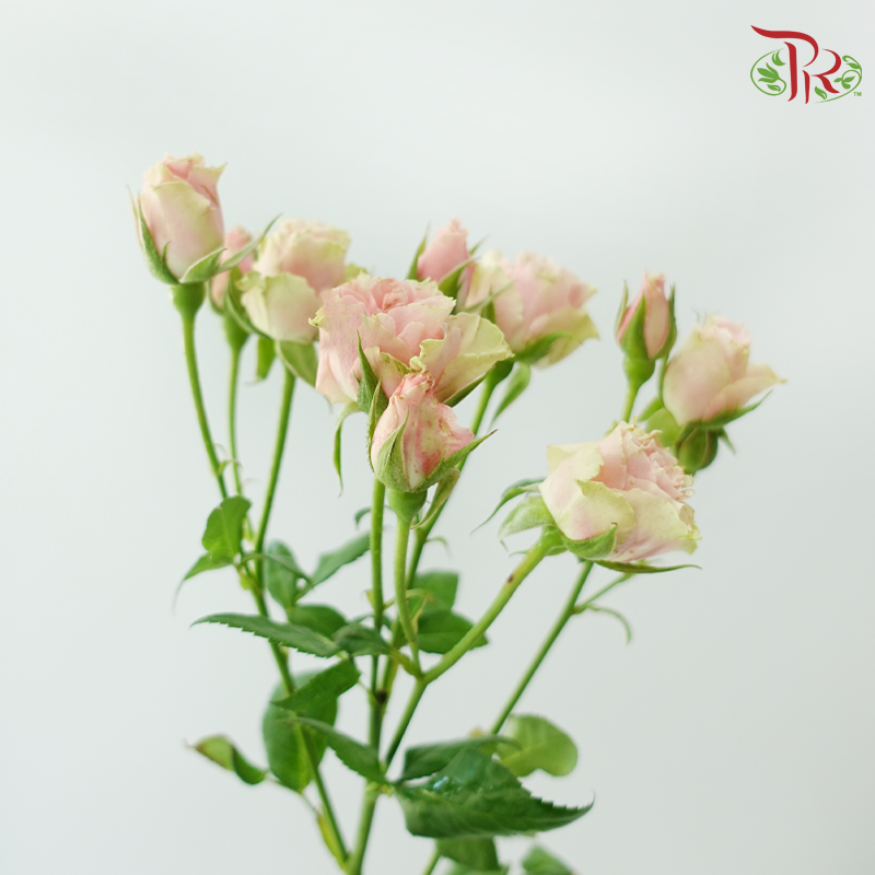 Rose Spray 《多头玫瑰》