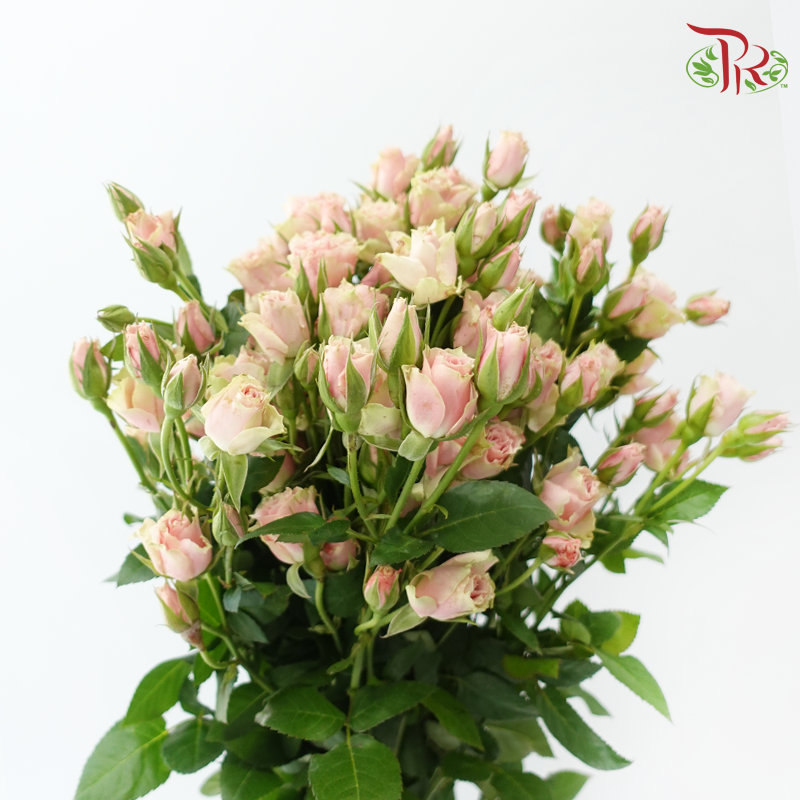 Rose Spray 《多头玫瑰》