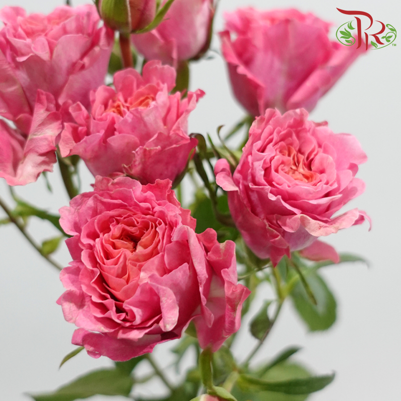 Rose Spray 《多头玫瑰》