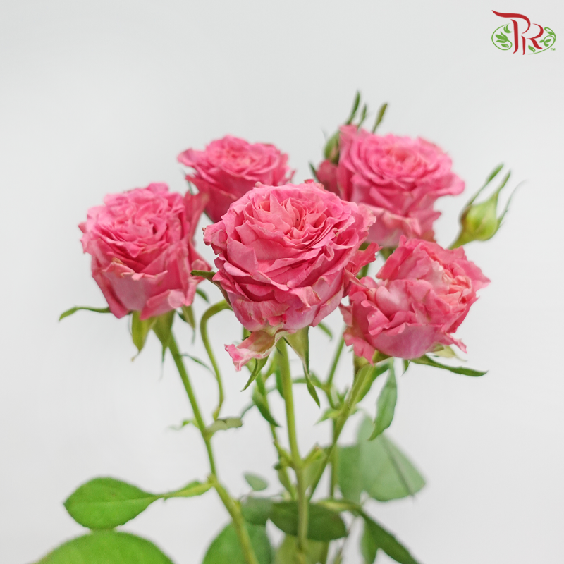 Rose Spray 《多头玫瑰》